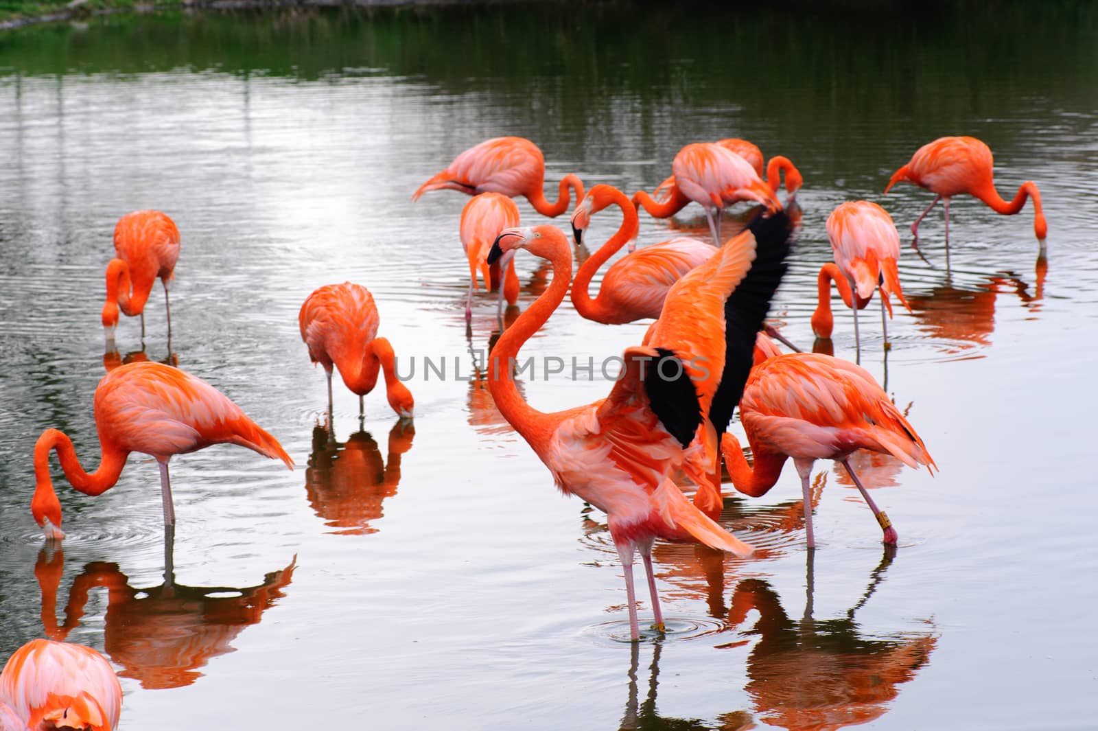 A group of flamingos in a pool feeding and flapping wings