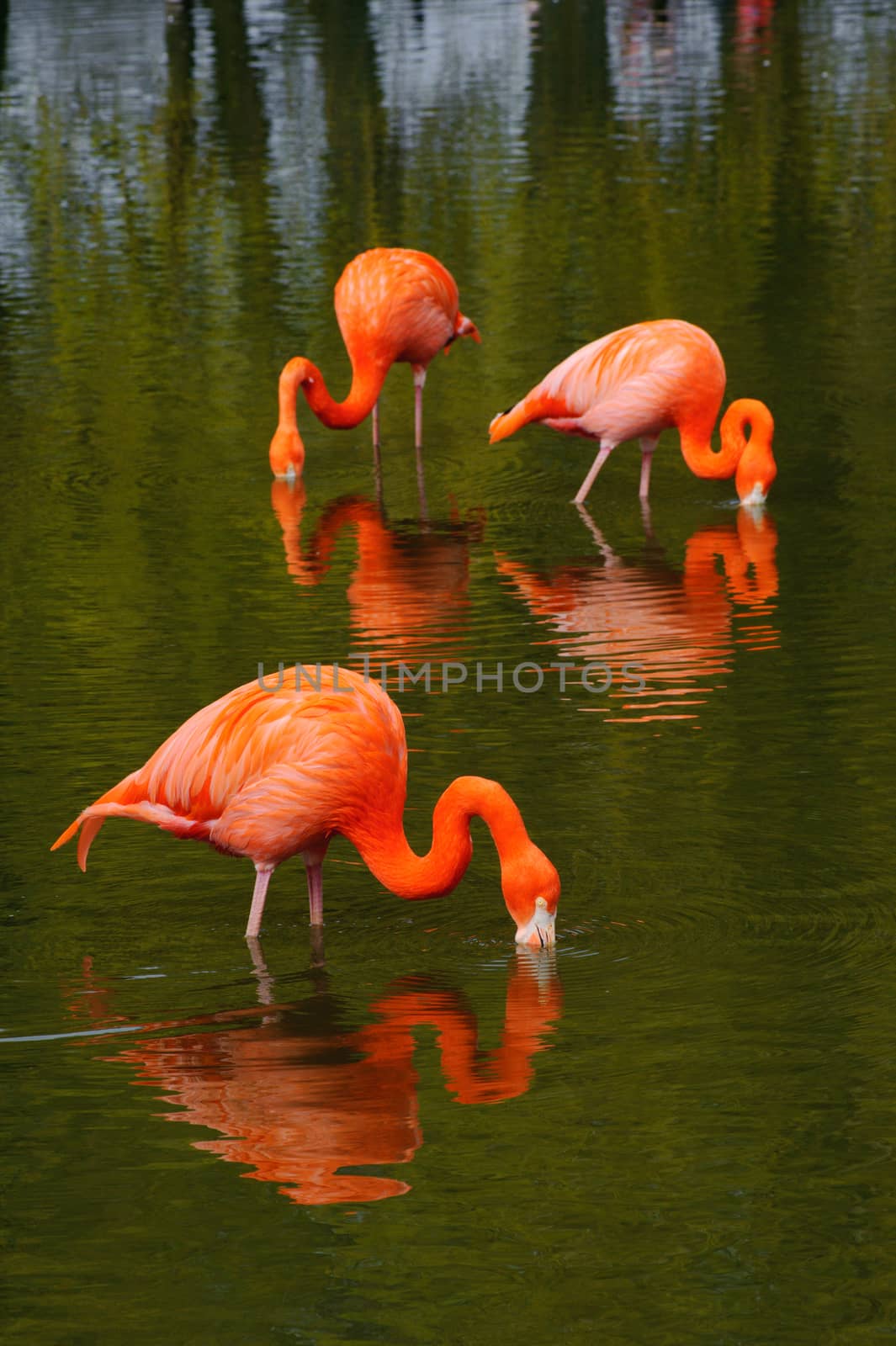 Three flamingos by kmwphotography