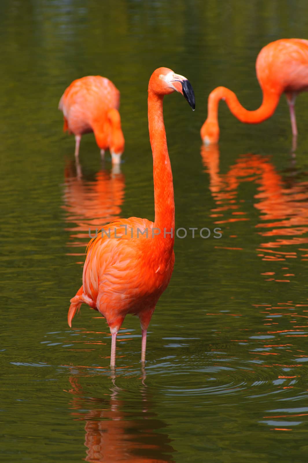 Flamingos in a pool on a sunny day