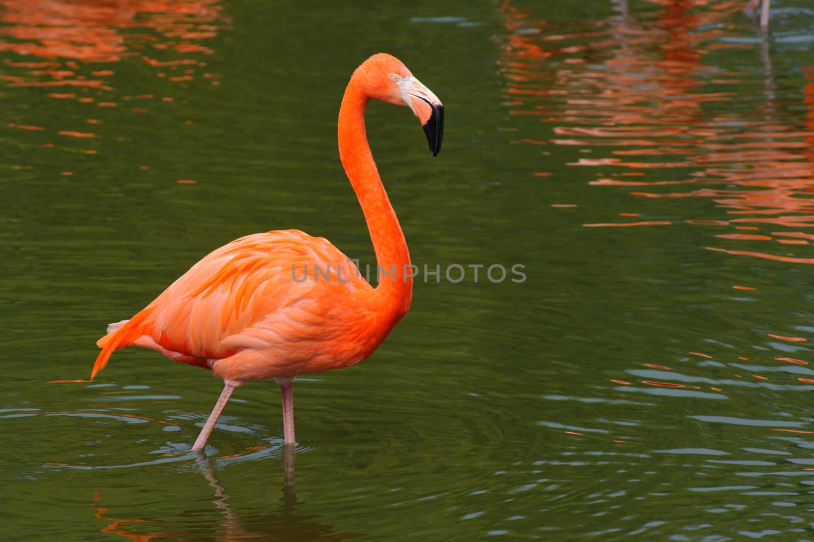 Flamingo walking in water at Whipsnade zoo