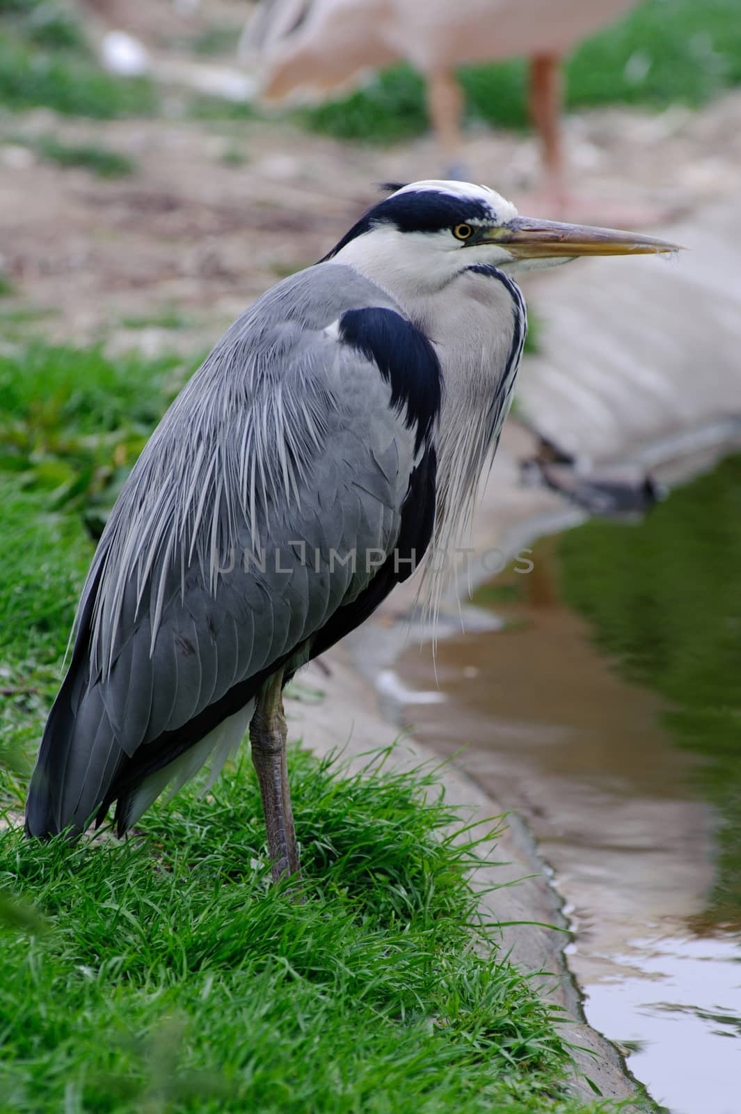 Grey heron by pool side on grass