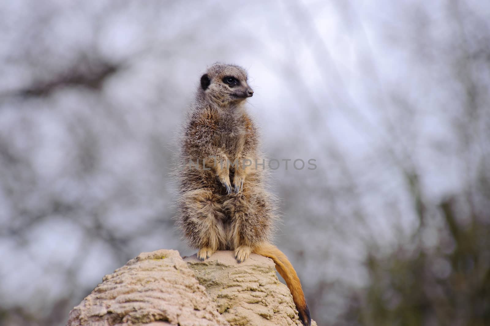 Meercat lookout on a rock