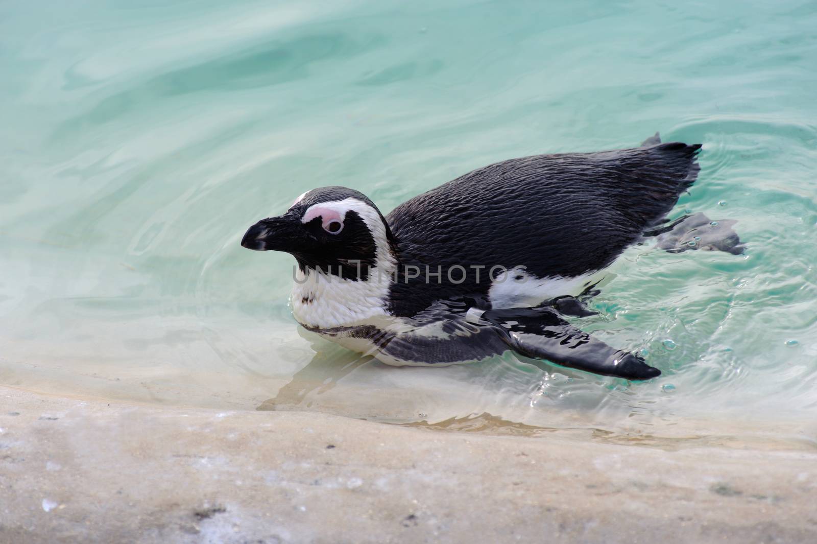 Penguin having a swim in the pool 