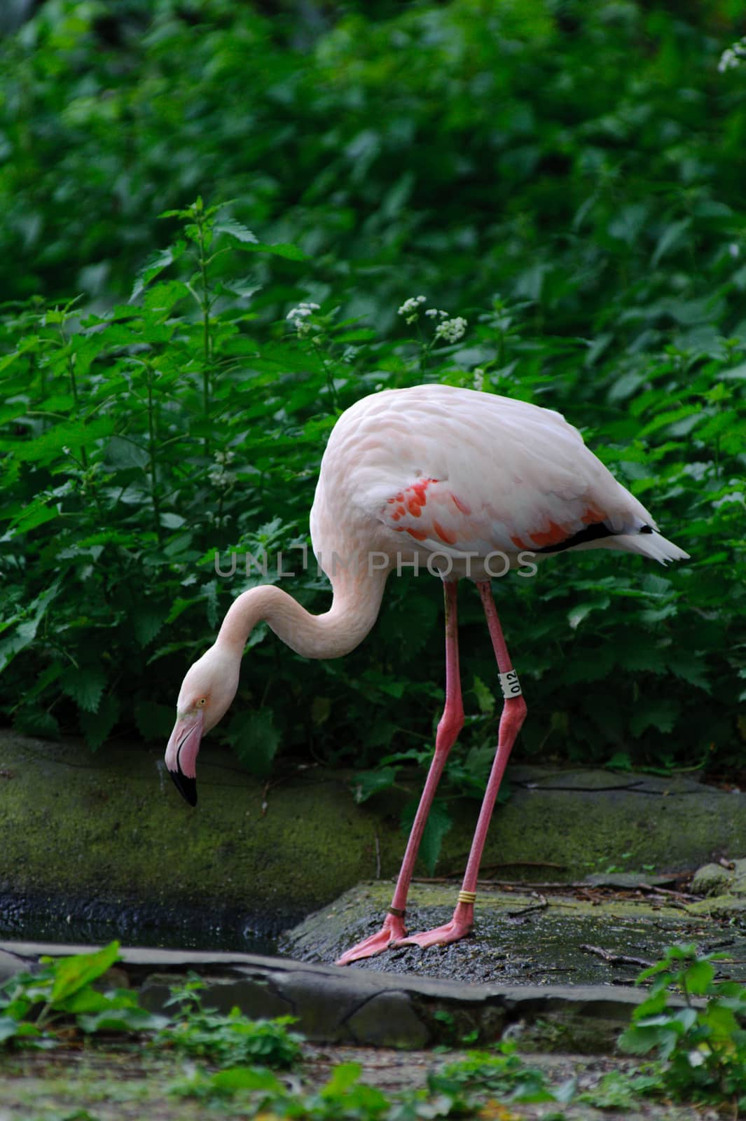 Pink flamingo next to pool looking up