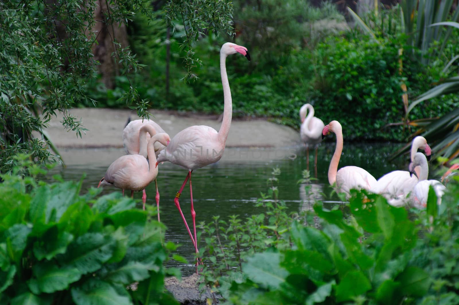 Several pink flamingos in a pool