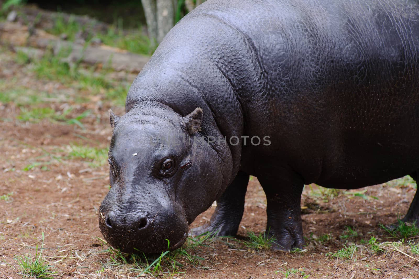 Pygmy hippo standing on grass looks at camera