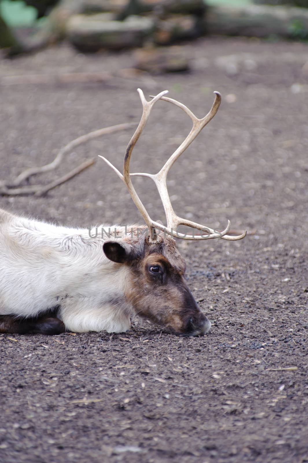 Reindeer has rest by kmwphotography