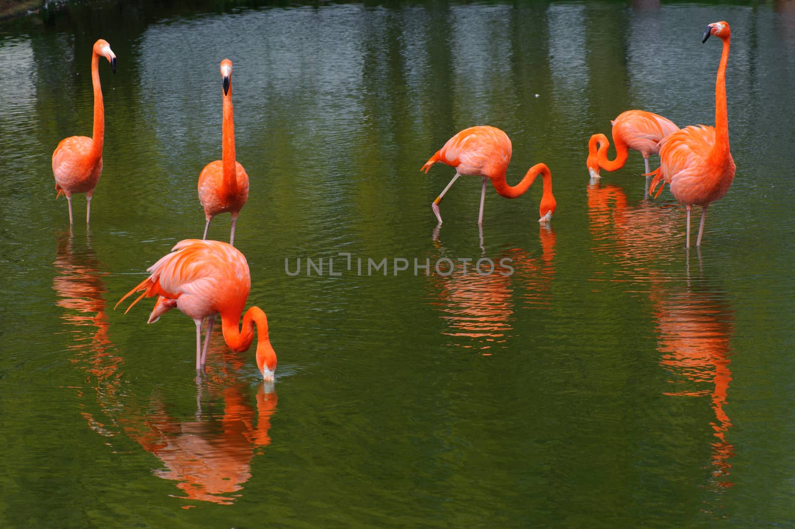 Six flamingos feeding in a pool