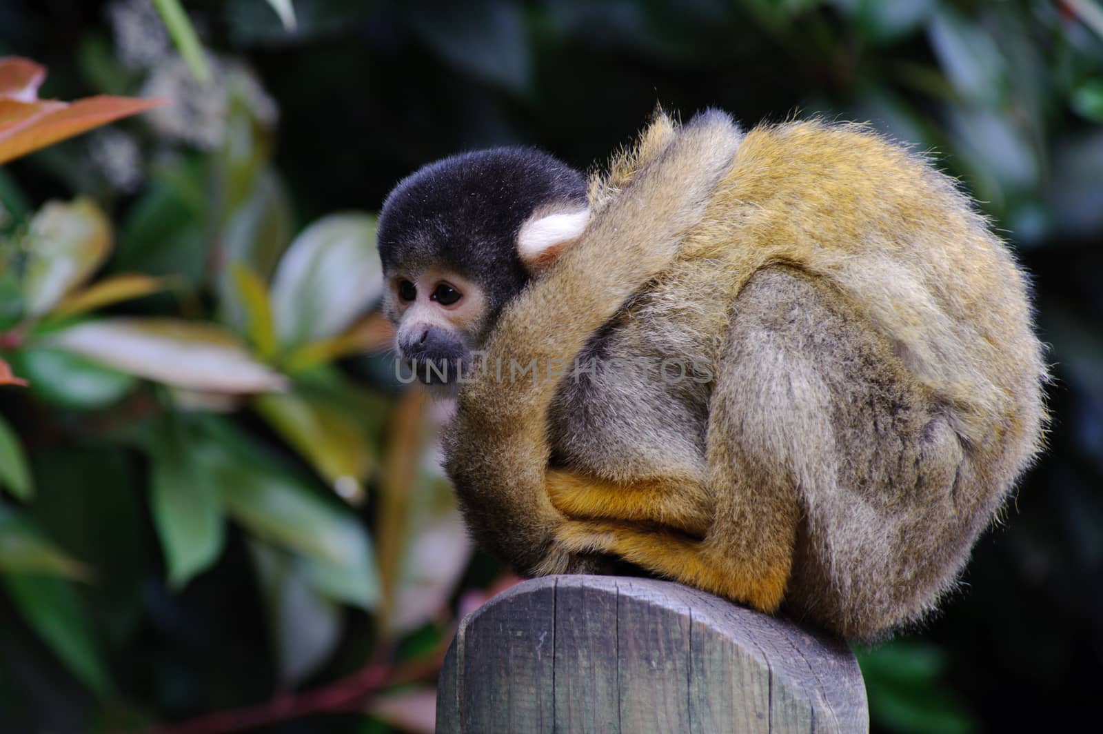 Squirrel monkey alone and watching