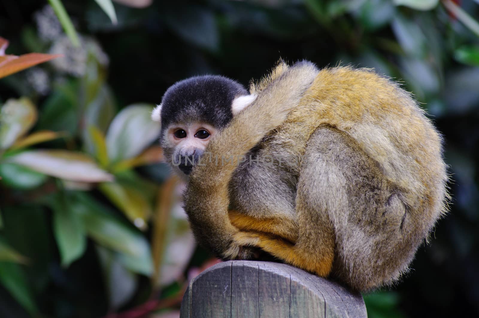 Squirrel monkey waiting and watching
