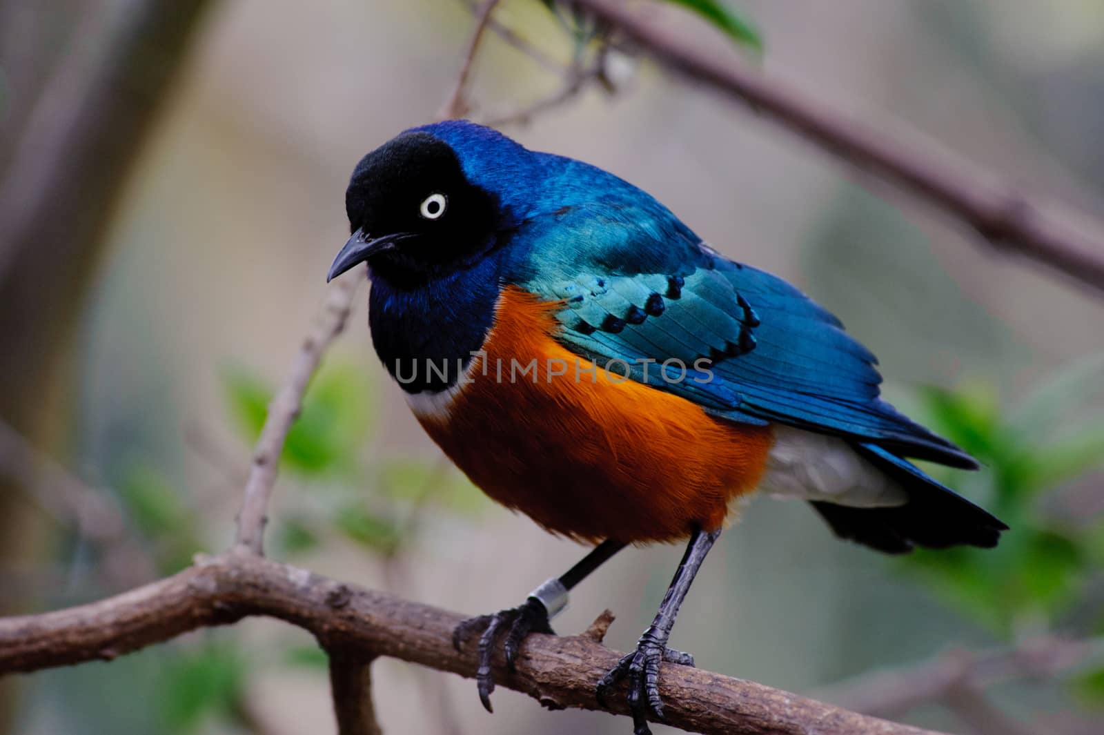 Superb starling in a tree