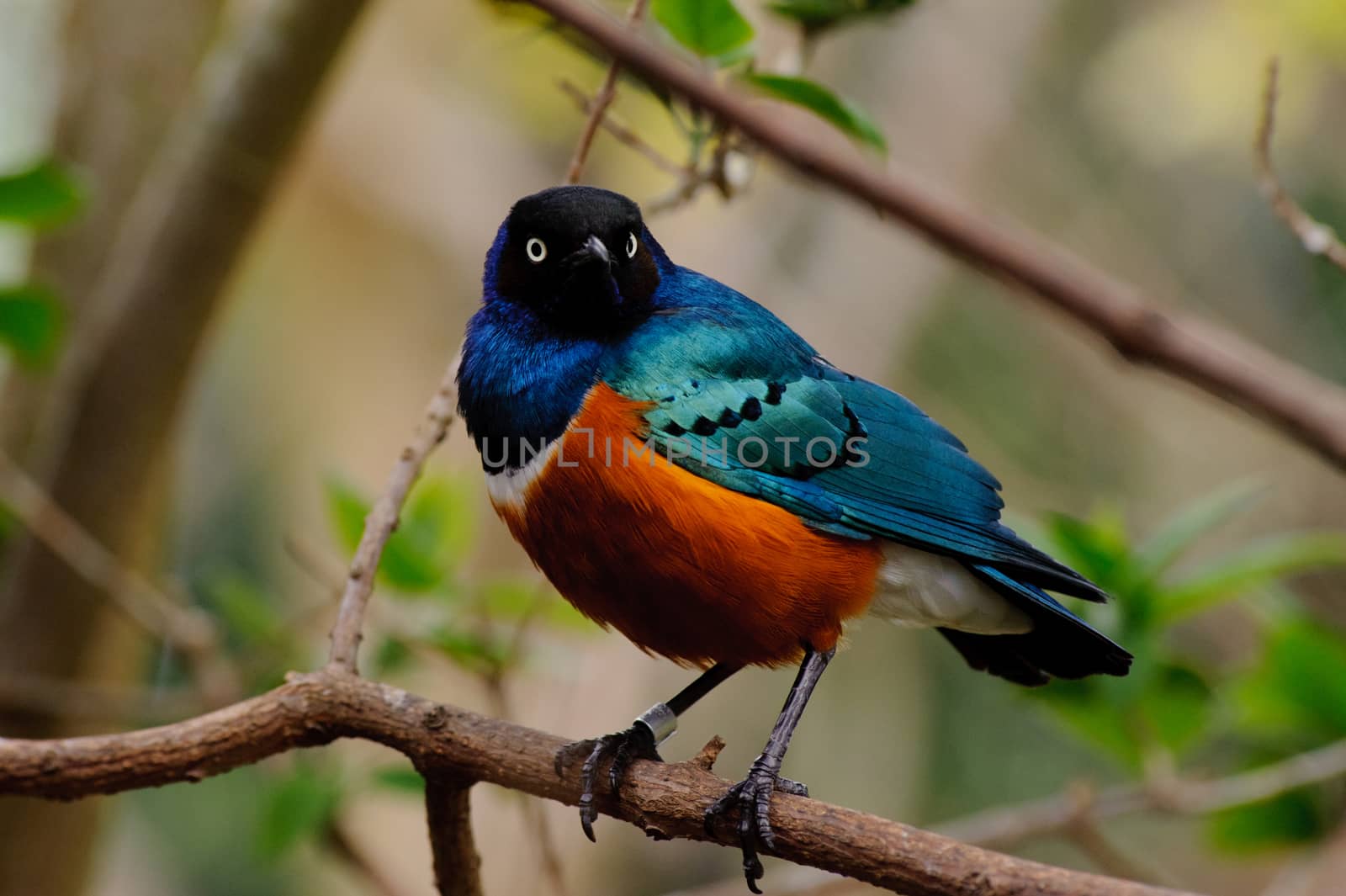 Superb starling looks vibrant in a tree