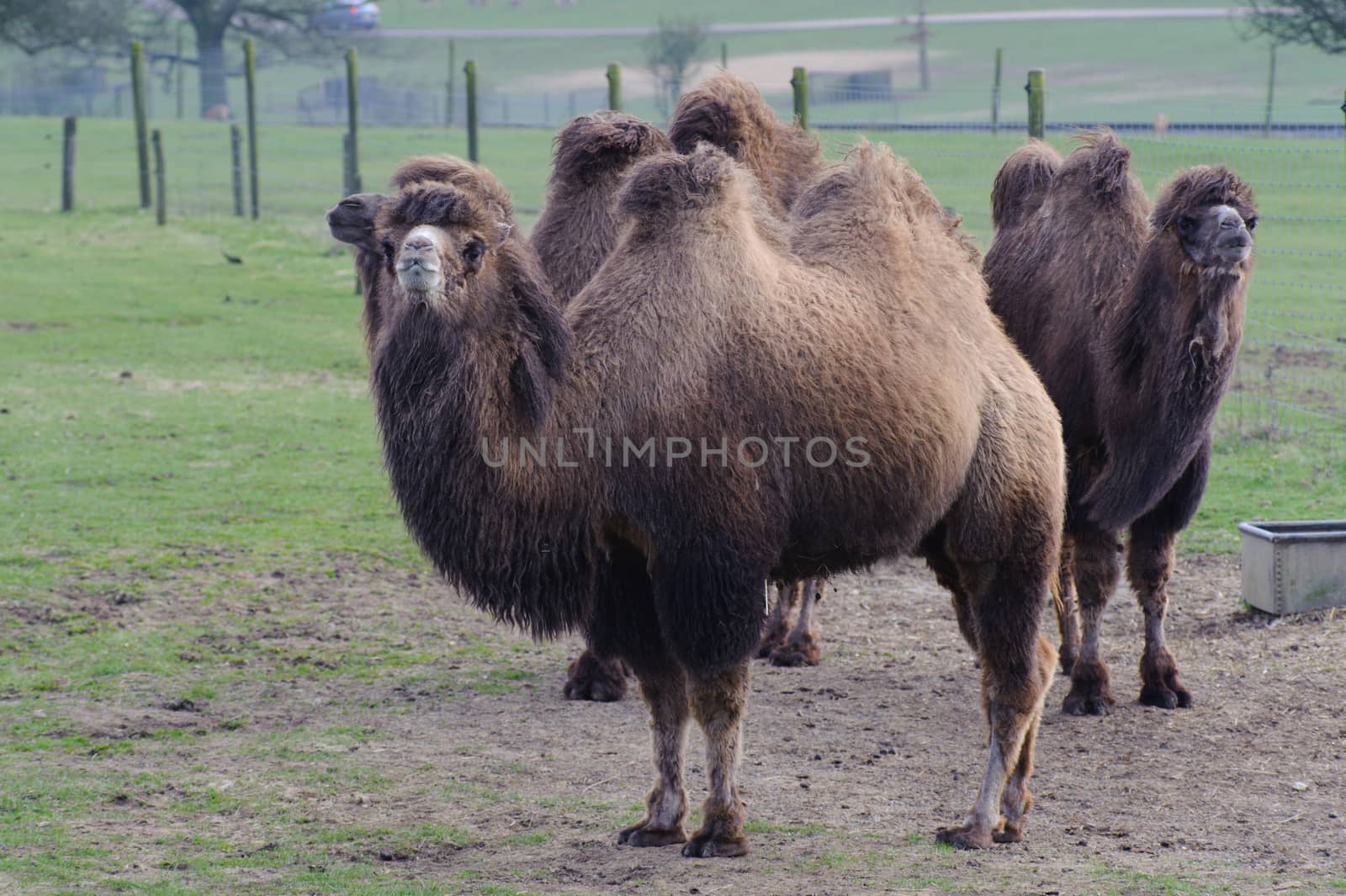 Three camels standing and looking