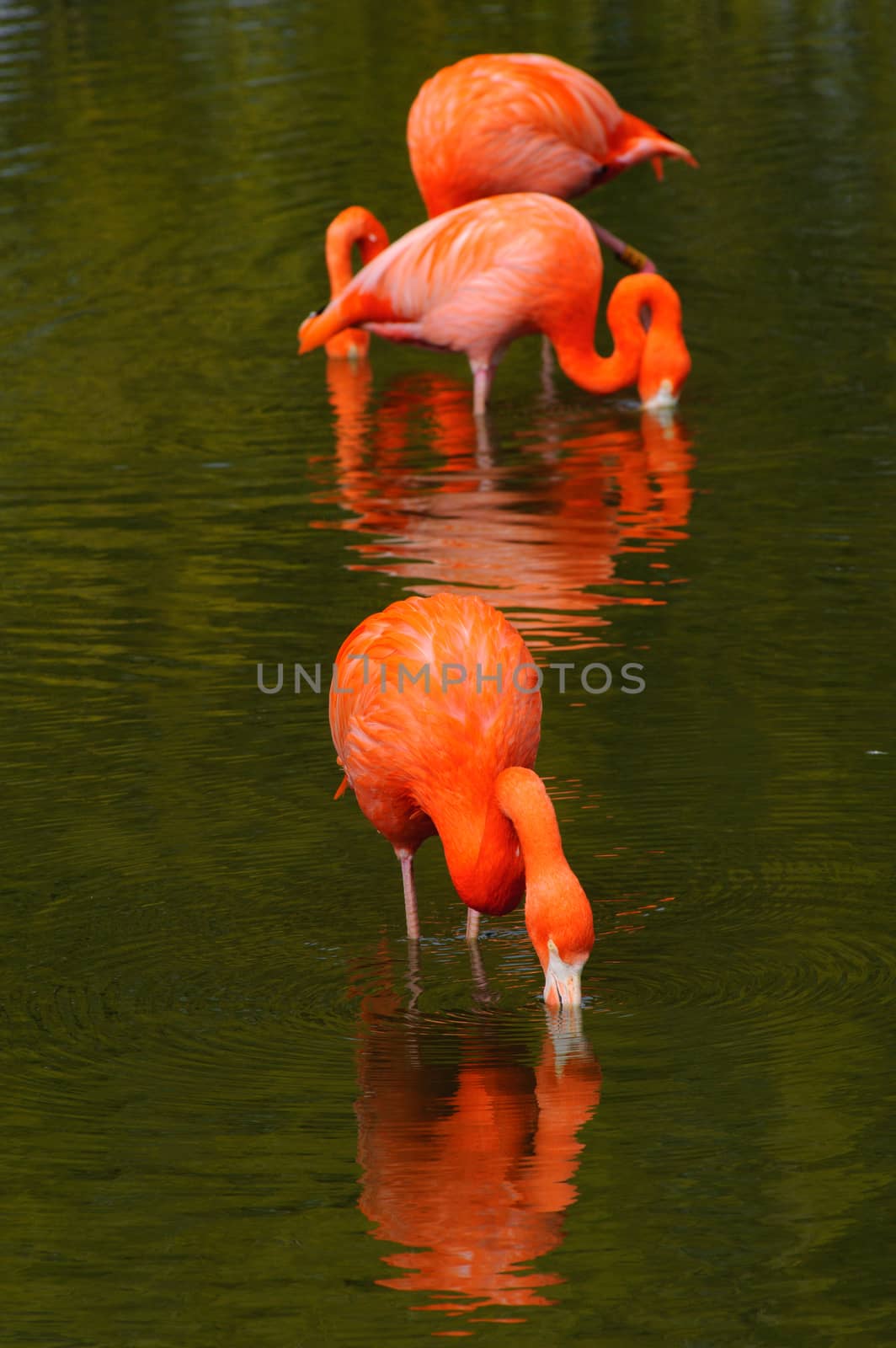 Three flamingos feeding in a pool