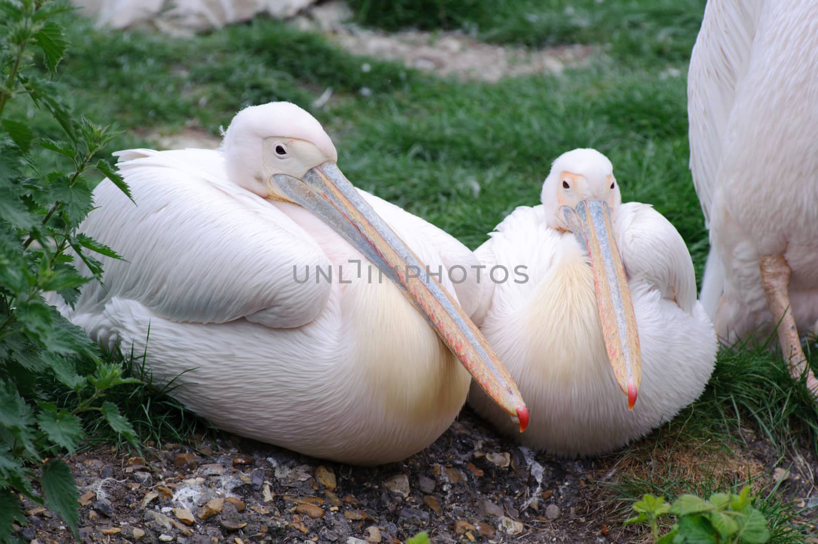 Two pelicans sitting on the grass