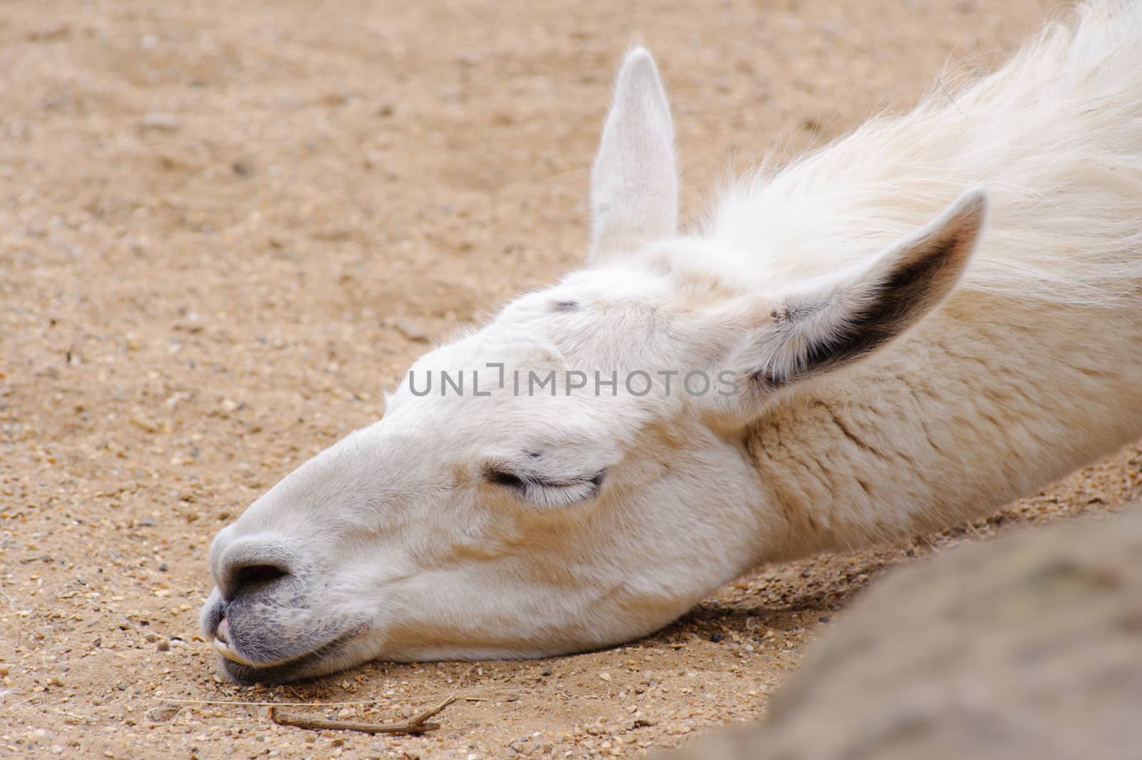 Lama sleeping with head on sand