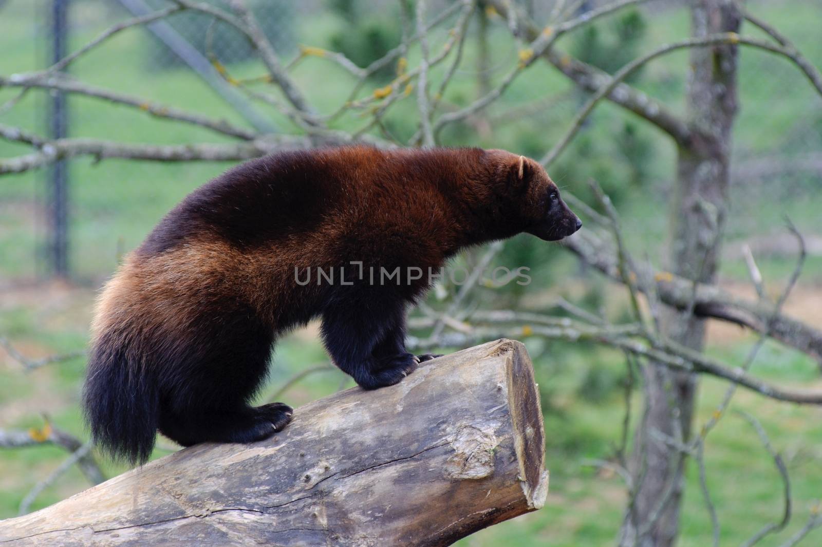 Wolverine standing on log with blurred background