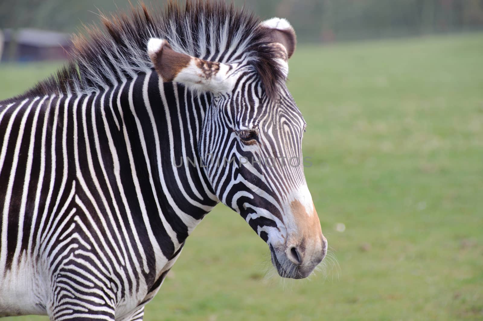 Zebra on grass close up