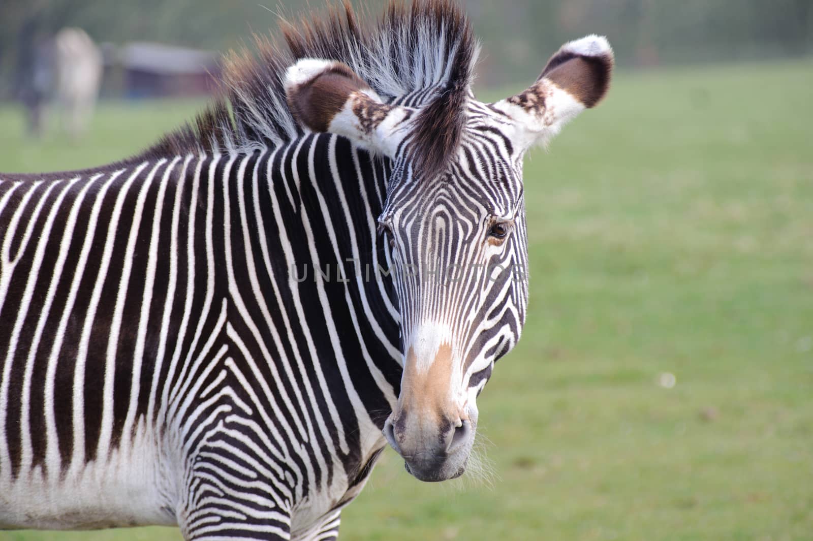 Zebra looking back on grass