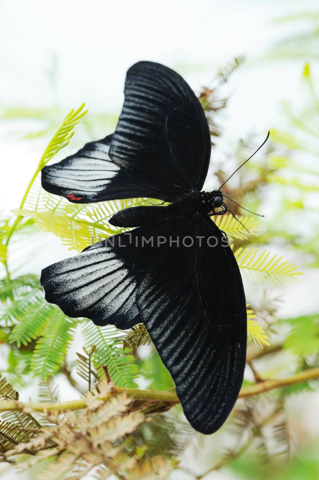 Scarlet swallowtail butterfly on a plant
