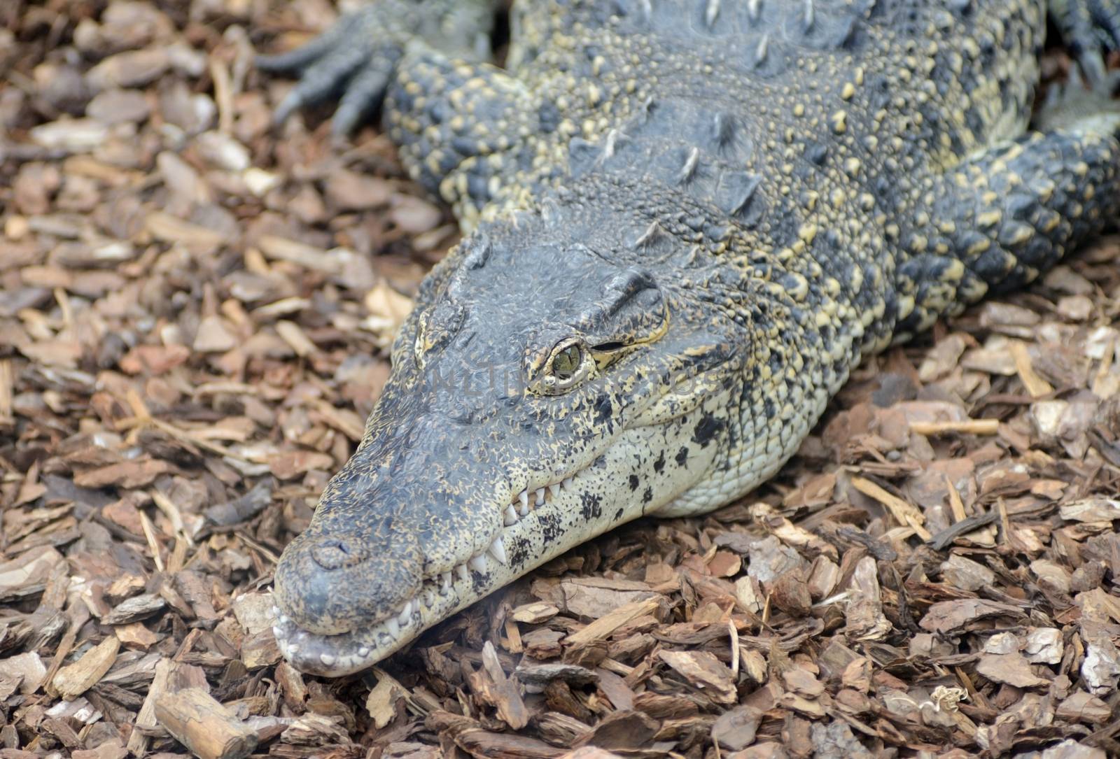 Cuban crocodile head closeup showing teeth and eye detail