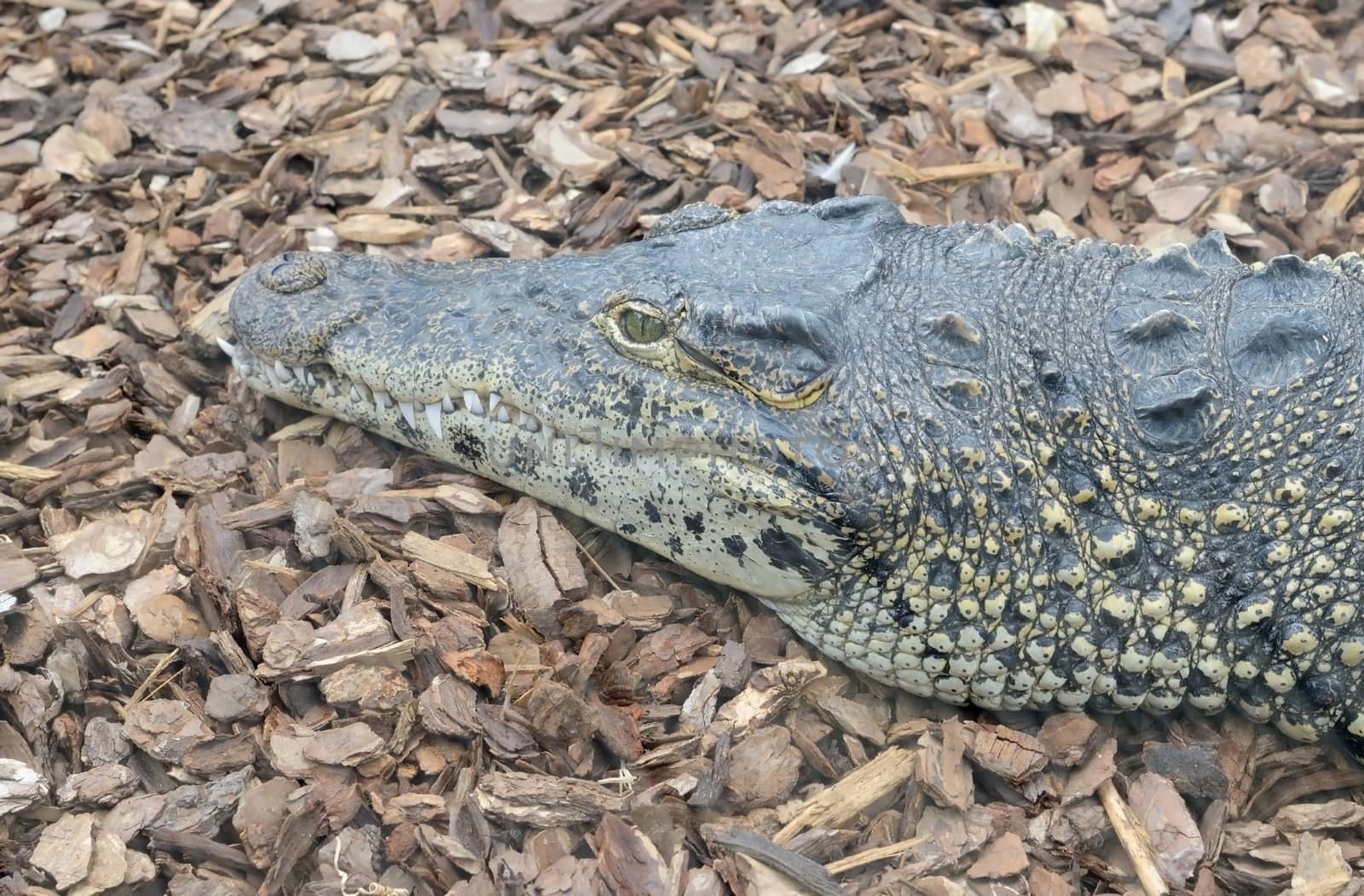 Cuban crocodile head by kmwphotography