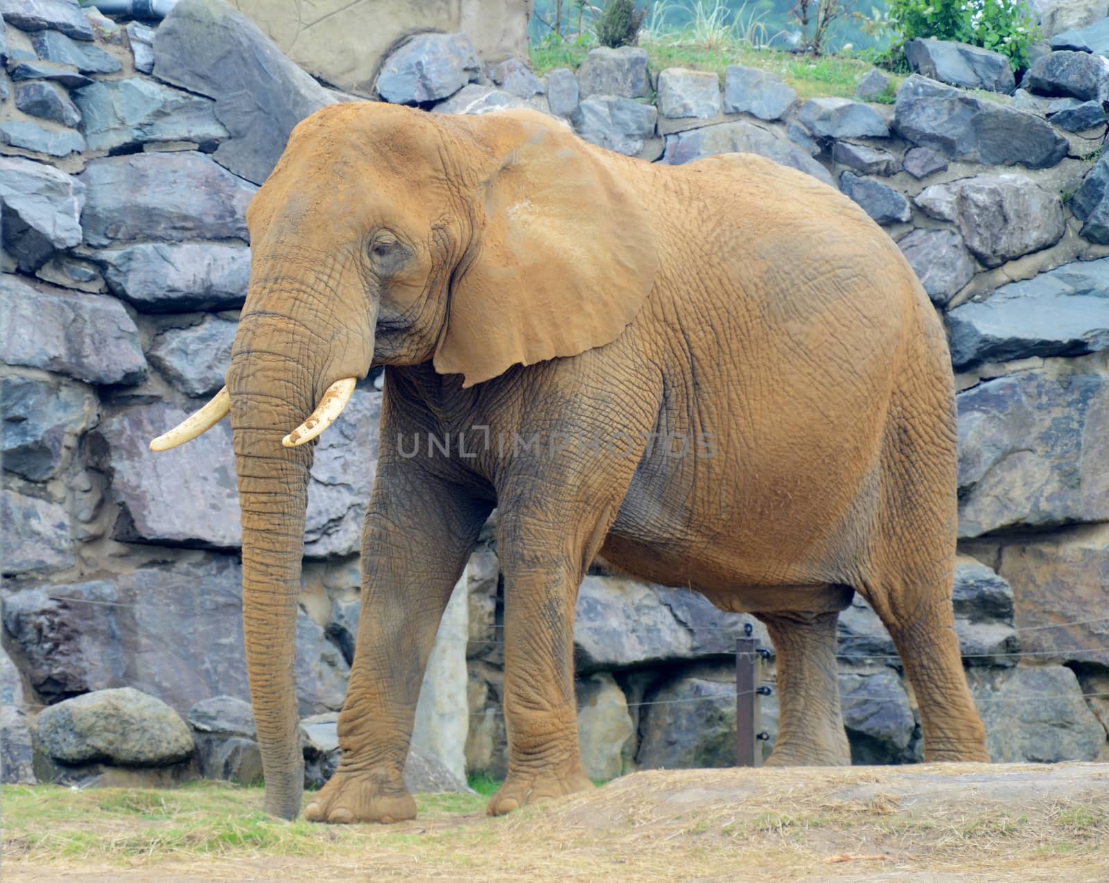 Dirty elephant covered in brown dirt and mud 