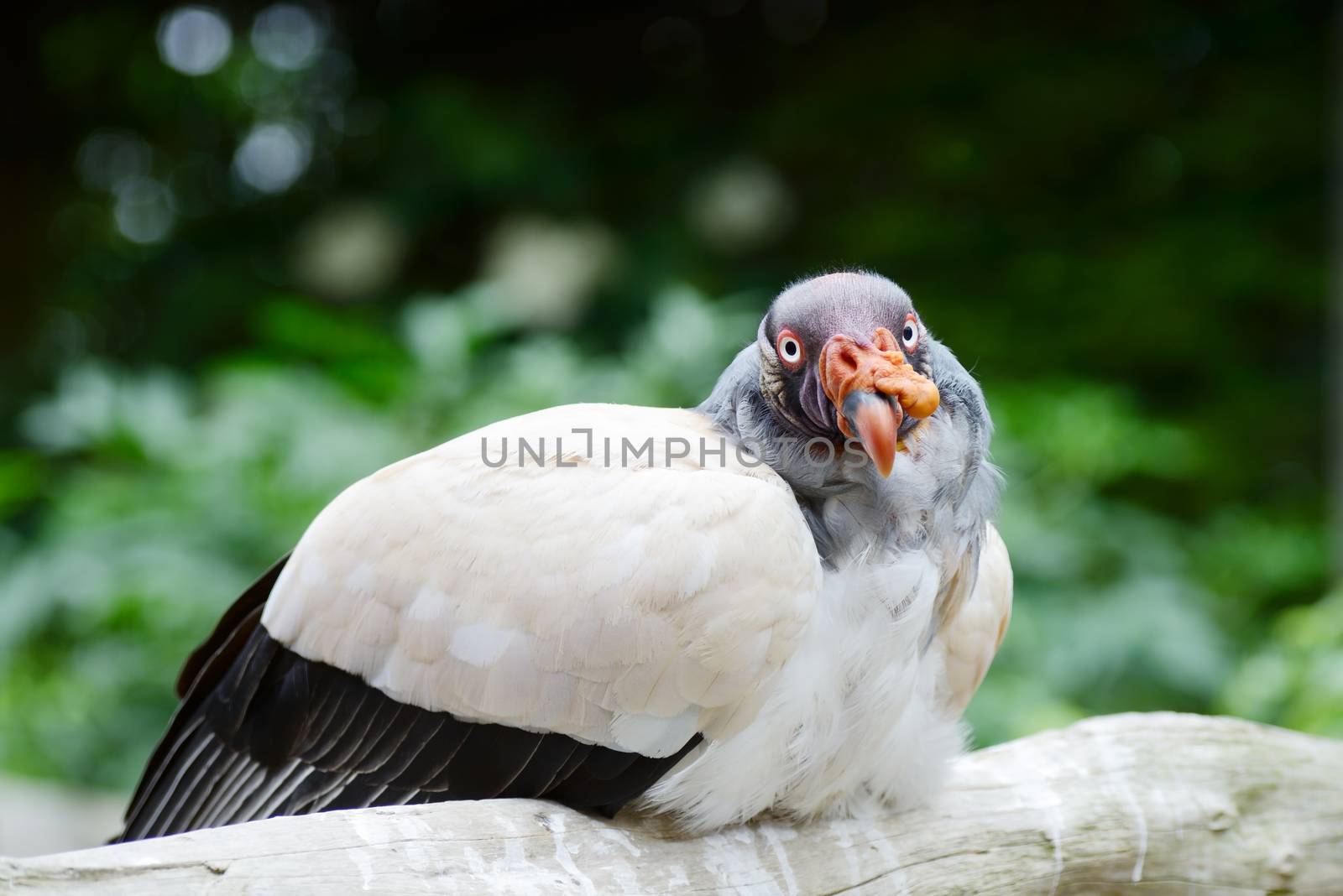 King vulture resting on branch of tree looking weird