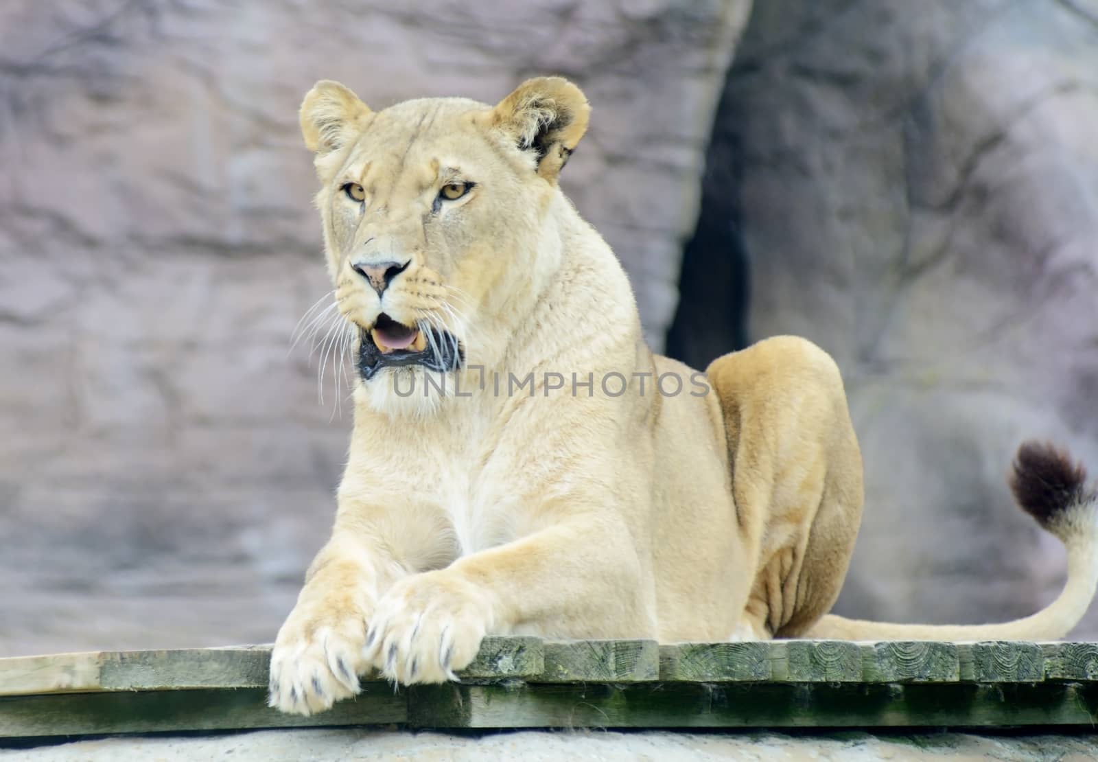 Lioness with mouth open looking alert and dangerous