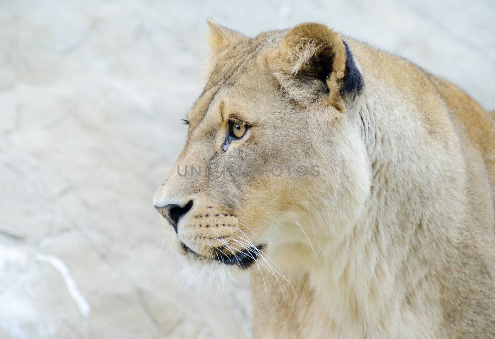 Closeup profile of lioness head and face