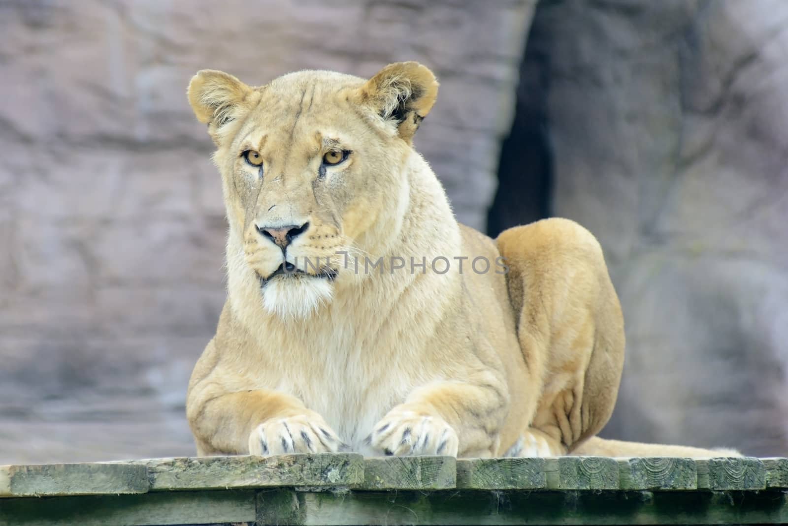 Lioness resting but still looks alert and dnagerous