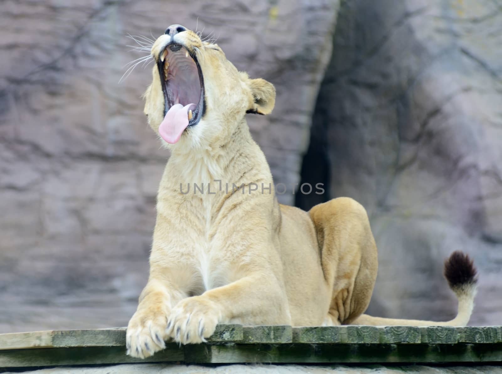 Lioness is yawning showing teeth and tongue