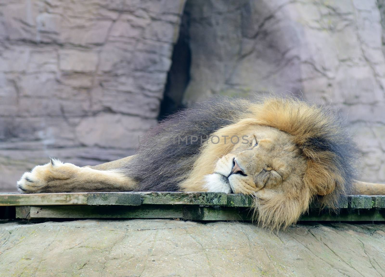 Lazy male lion is sleeping in daytime
