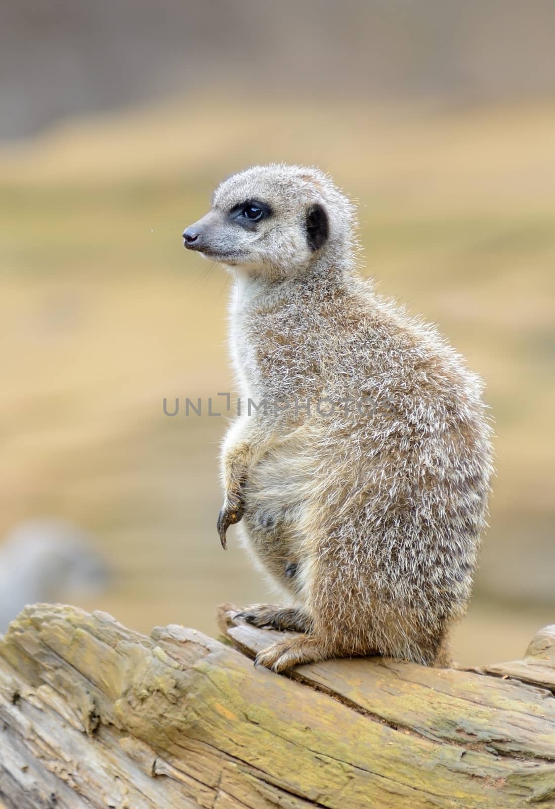 Meerkat by kmwphotography