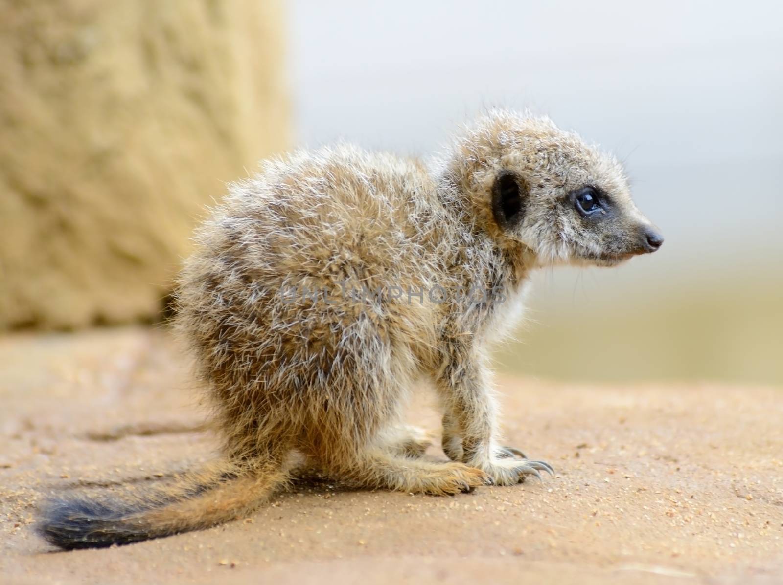 Meerkat baby by kmwphotography