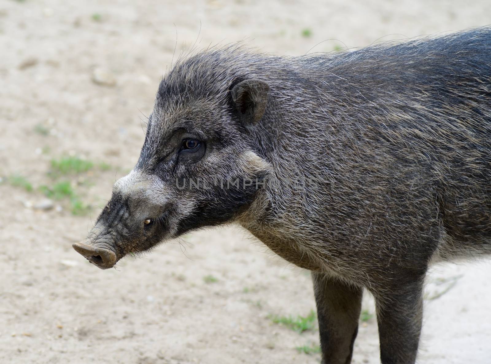 Visayan warty pig closeup profile showing fur deatail and tusk