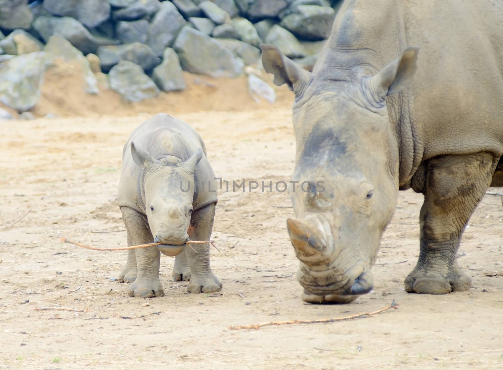 Baby rhinoceros playing with stick and mother protective