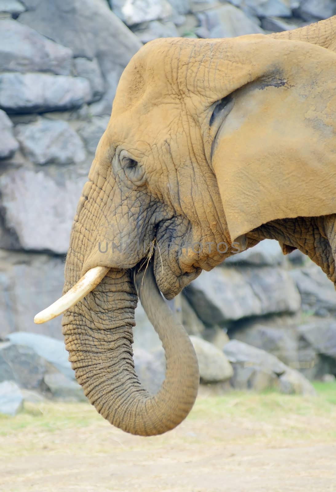 Closeup profile of elephant eating grass
