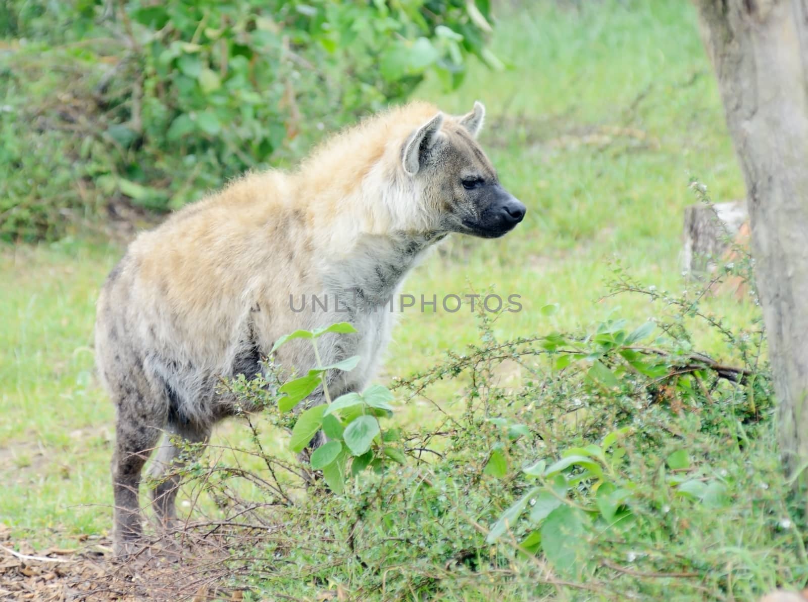 Hyena looking alert profile stalking prey