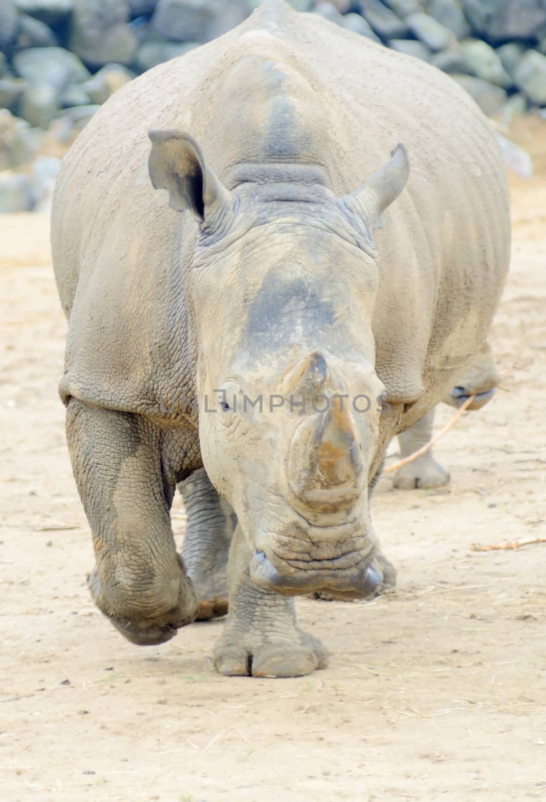 Rhinoceros charging straight at camera looking dangerous