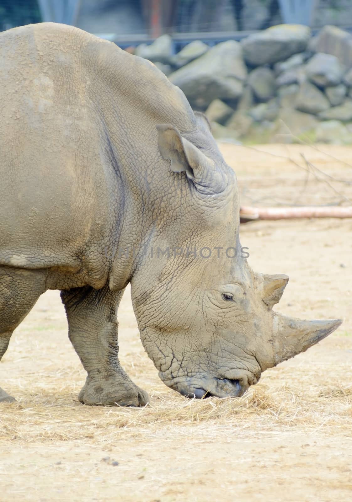 Rhino feeding by kmwphotography