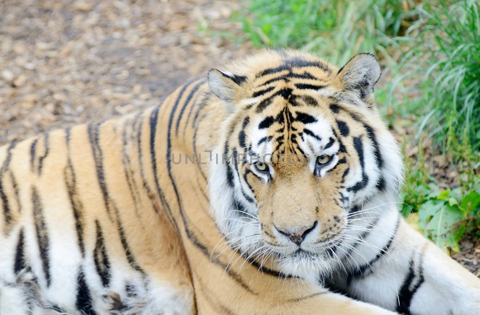 Tiger close-up by kmwphotography