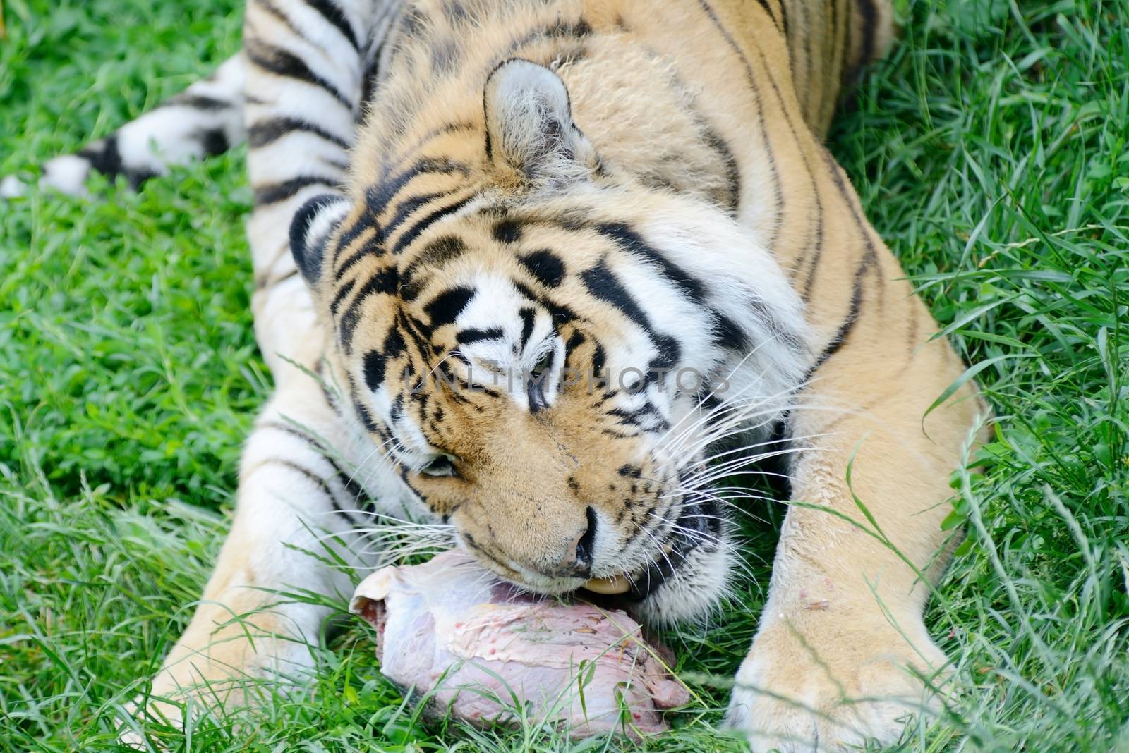 Close-up of siberian tiger eating meat showing fur detail
