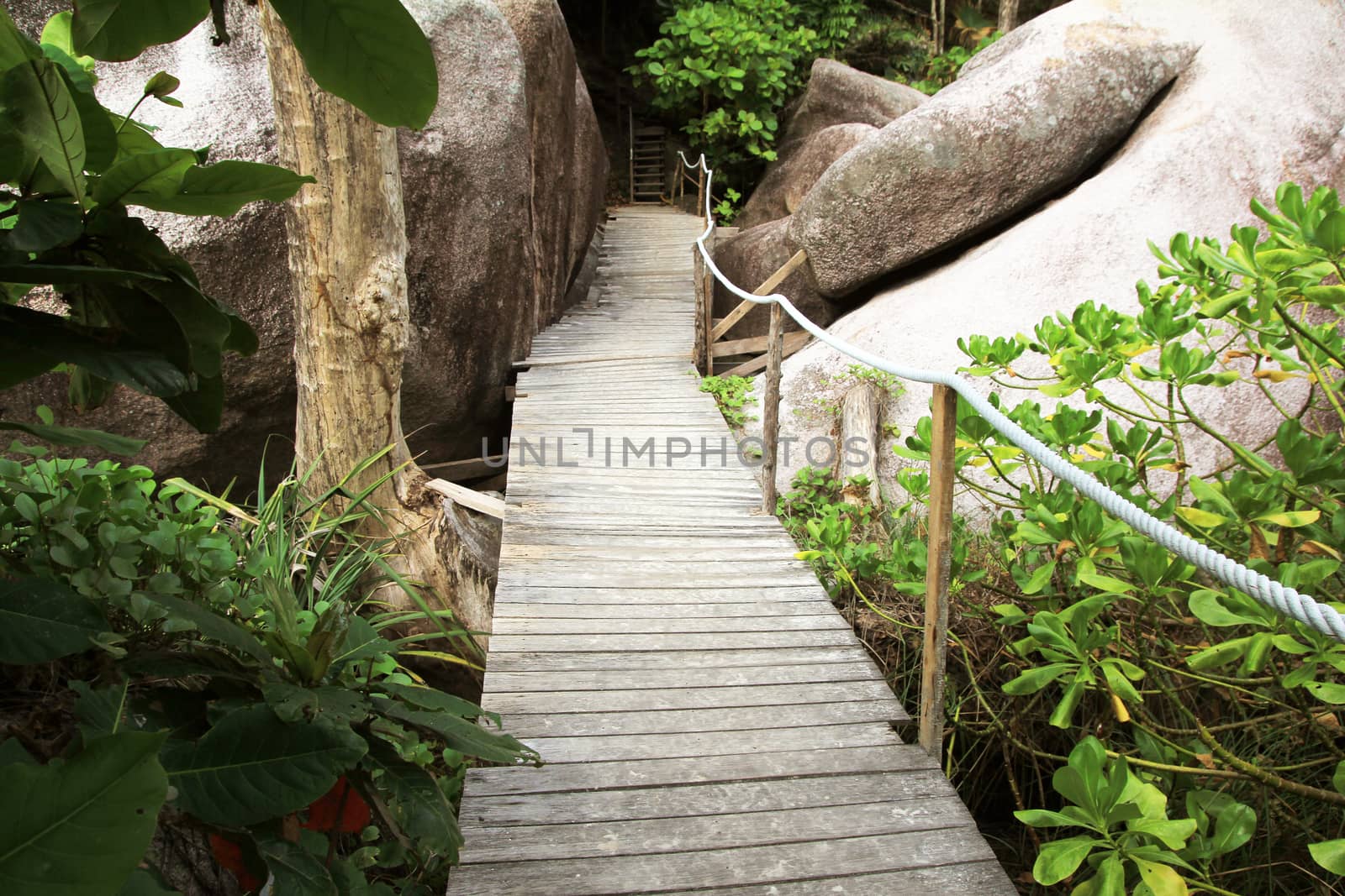 Walkway through the treetops in a rain forest 