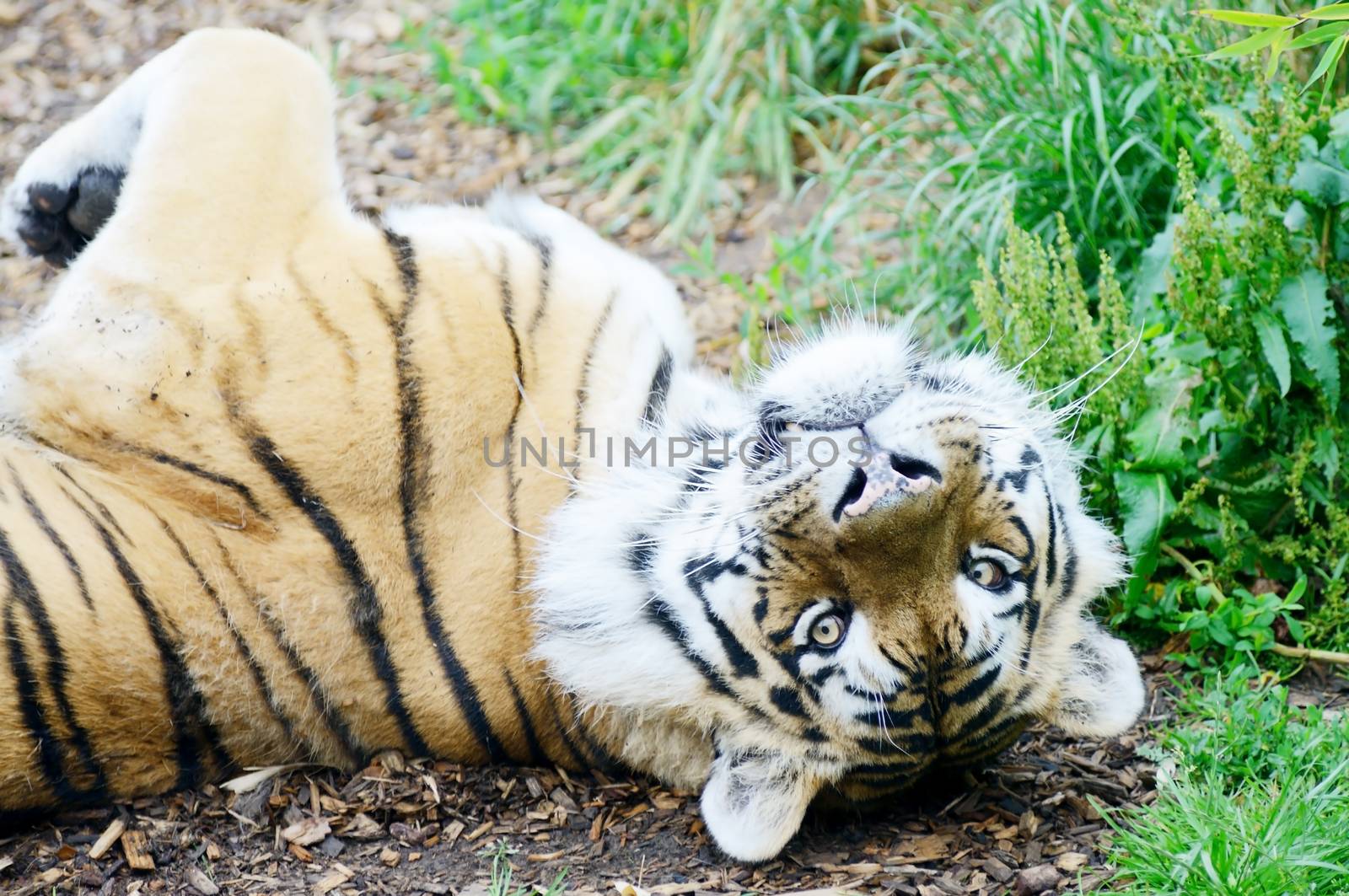 Tiger rolling on the ground in playful mood