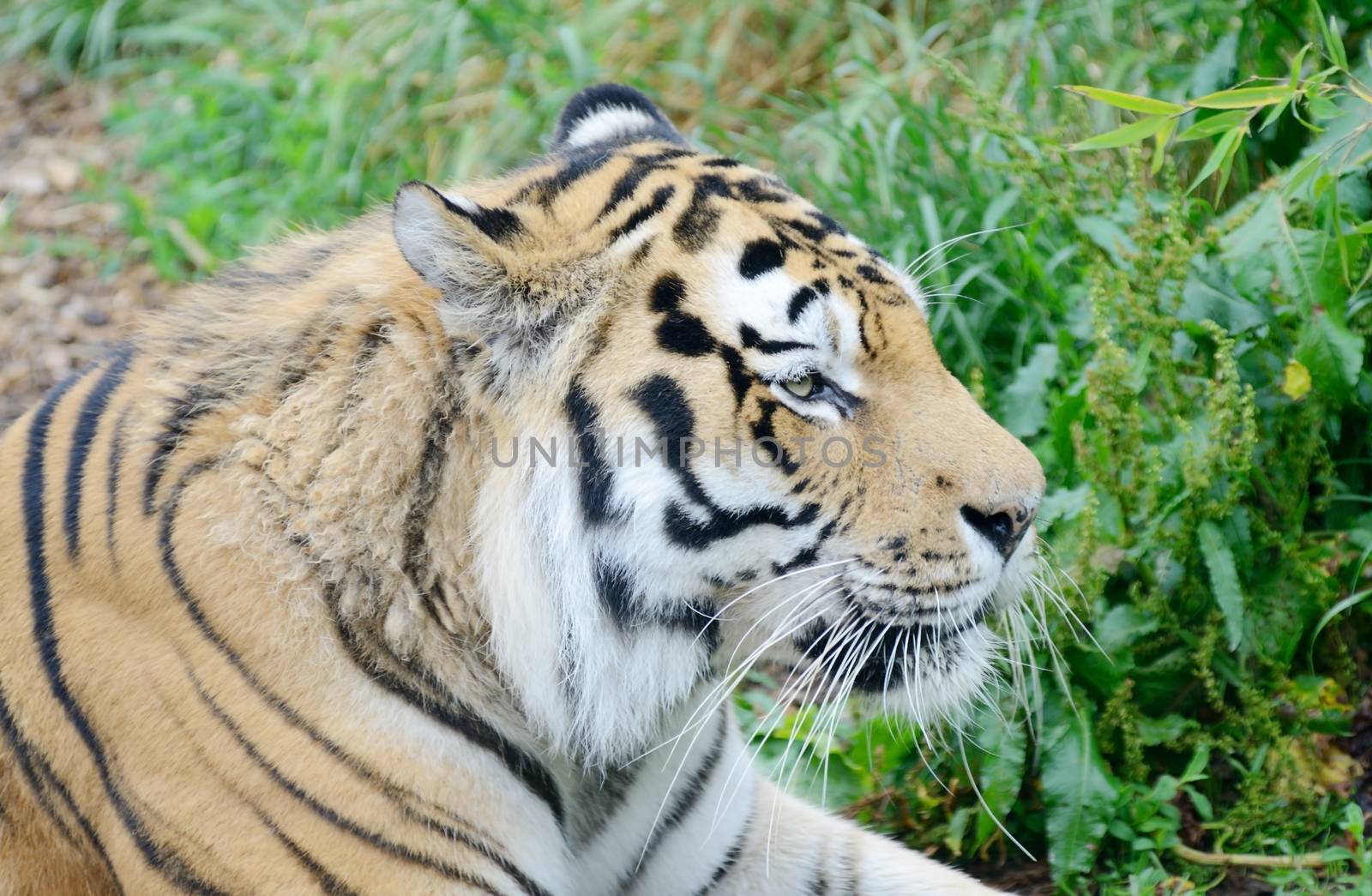 Closeup-up of tiger profile showing head and fur detail