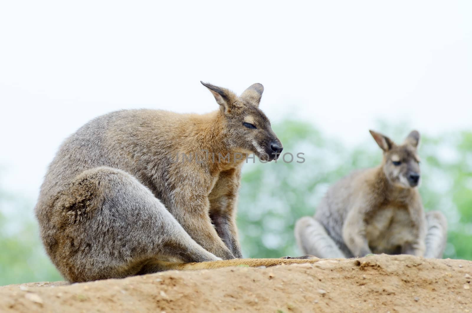 Two wallabies by kmwphotography
