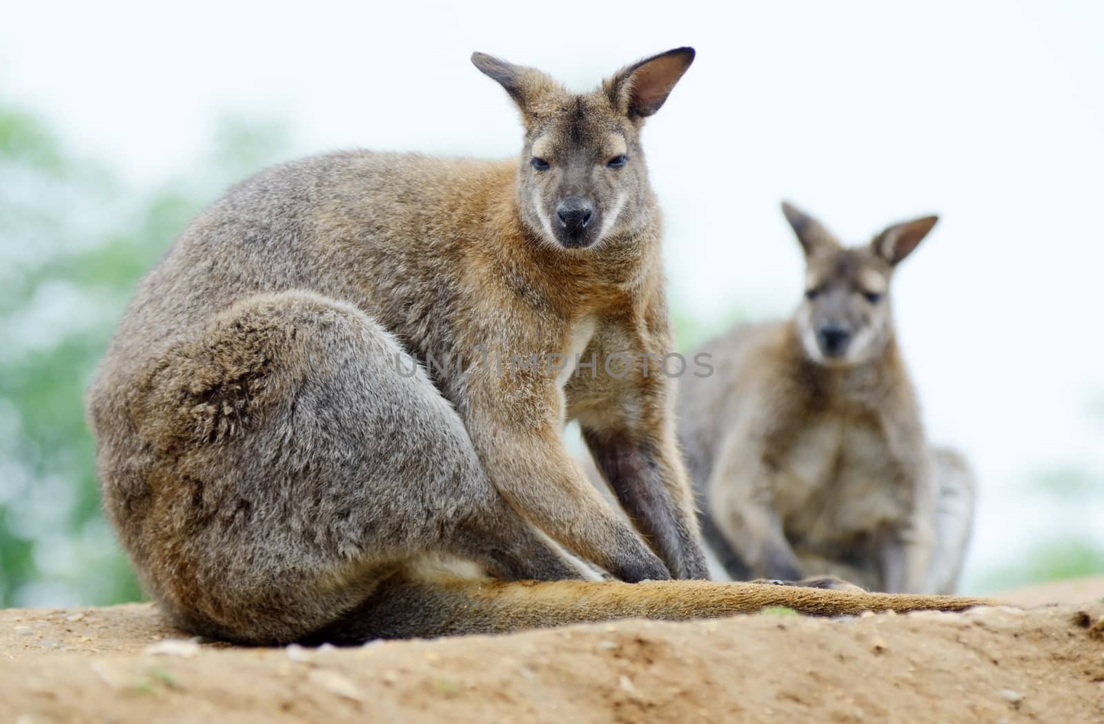 Wallabies by kmwphotography