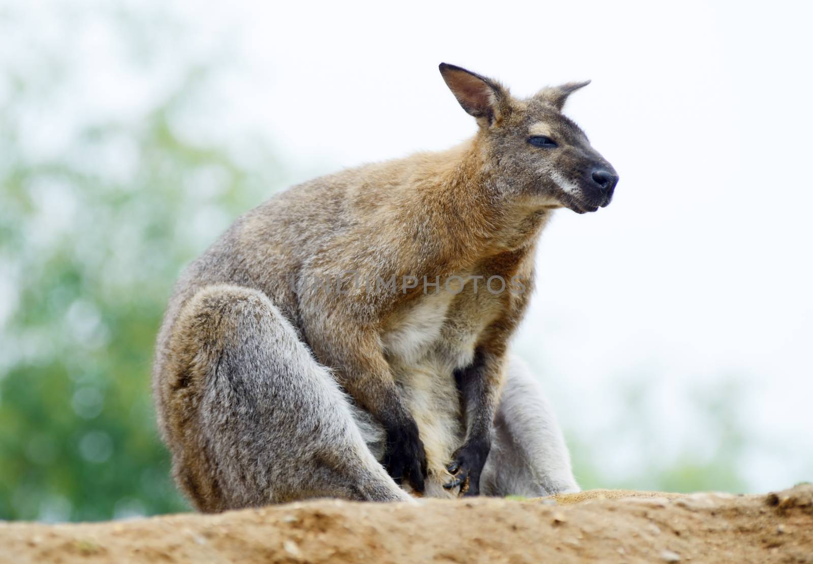 One wallaby alone sitting and resting looking sleepy