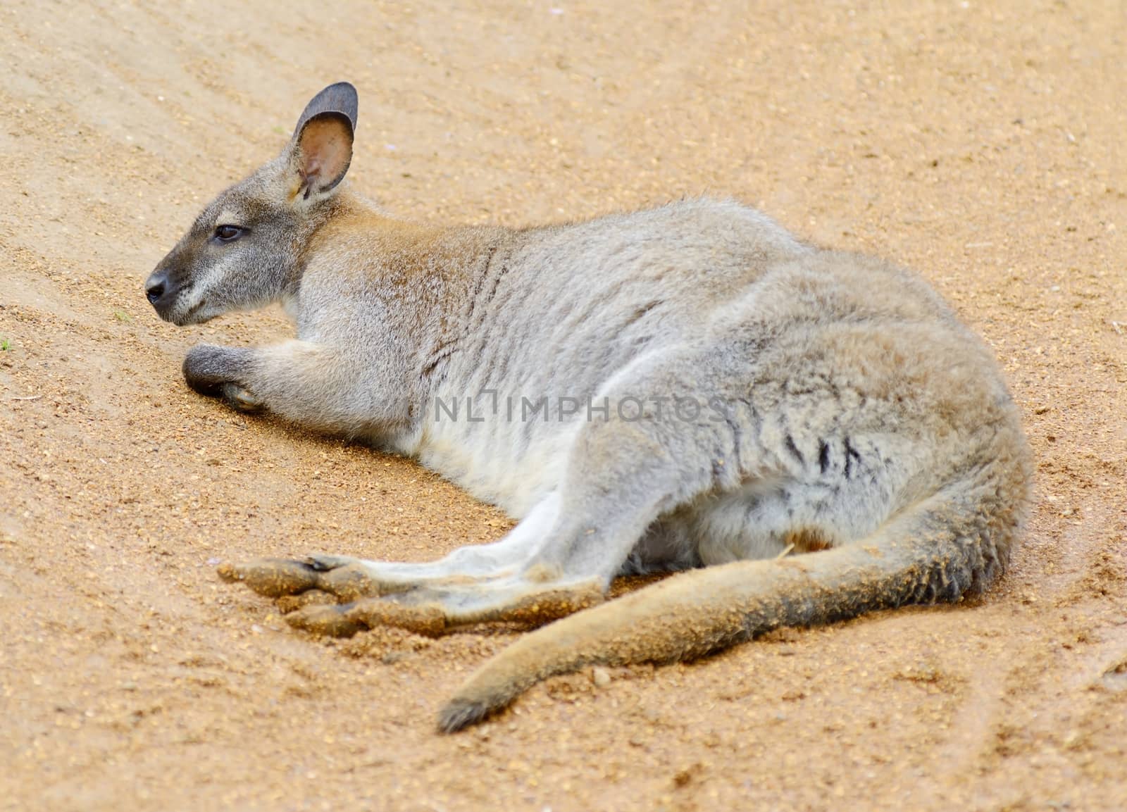 A lone wallaby laying on the ground resting